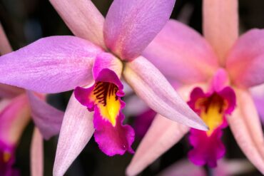 Dendrobium orchid