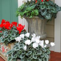 Cyclamen