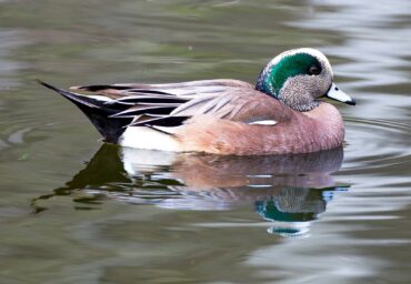 A male American wigeon on a small pond shows his striking colors.