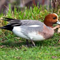 A male Eurasian wigeon in the grass shows his trademark rusty head.