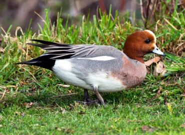 A male Eurasian wigeon in the grass shows his trademark rusty head.