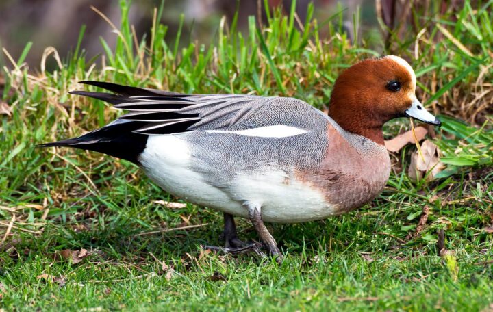 A male Eurasian wigeon in the grass shows his trademark rusty head.