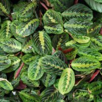 Prayer plant (Maranta leuconeura) is a tropical plant with beautiful, unique foliage that’s nontoxic to pets and people.