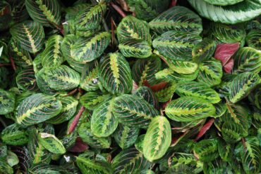 Prayer plant (Maranta leuconeura) is a tropical plant with beautiful, unique foliage that’s nontoxic to pets and people.