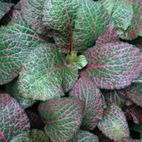 Red nerve plant (Fittonia) adds color and interest to indoor plant collections. (Photo courtesy of MelindaMyers.com)