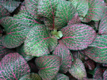 Red nerve plant (Fittonia) adds color and interest to indoor plant collections. (Photo courtesy of MelindaMyers.com)