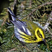 A female Townsend's warbler forages in the low branches of a Sitka spruce tree.