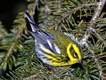 A female Townsend's warbler forages in the low branches of a Sitka spruce tree.