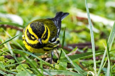 A male Townsend's warbler shows off his spectacular colors in a rare moment of ground foraging.