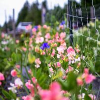 Willow & Mabel Garden Co.