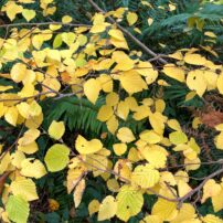 Sam Rader's Gardening Gold Mine