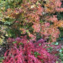 Sam Rader's Gardening Gold Mine