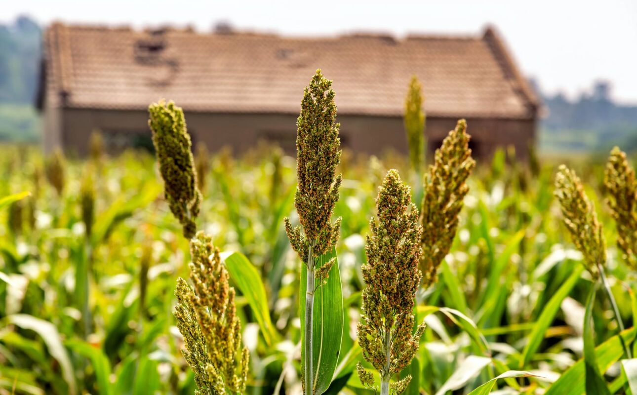 Sorghum