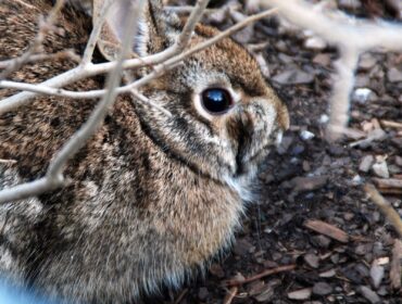 Rabbits eat a wide range of plants, including flowers, vegetables, weeds, trees and shrubs. (Photo courtesy MelindaMyers.com)