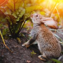 wild rabbits eating garden