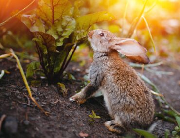 wild rabbits eating garden