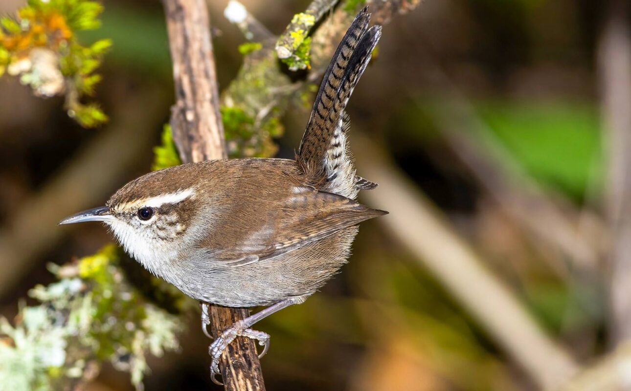 A Bewick's wren hops about the underbrush in search of its next meal.