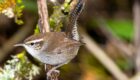 A Bewick's wren hops about the underbrush in search of its next meal.