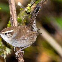 A Bewick's wren hops about the underbrush in search of its next meal.