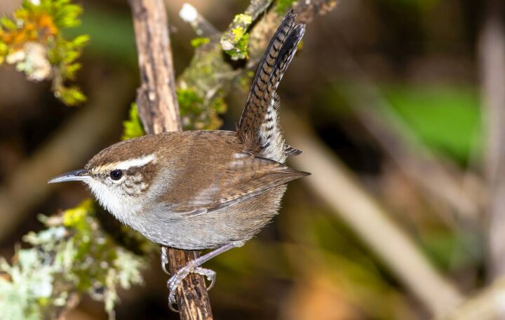 A Bewick's wren hops about the underbrush in search of its next meal.