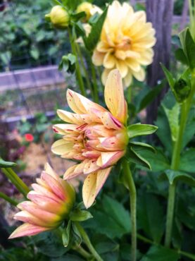 Dahlias 101