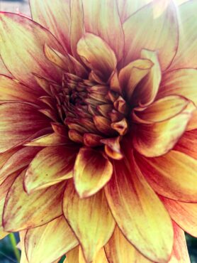 Dahlias 101