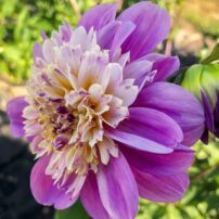 Dahlias 101