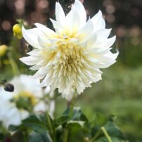 Dahlias 101