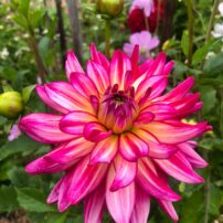 Dahlias 101