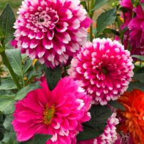 Dahlias 101