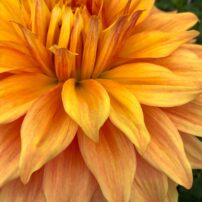 Dahlias 101