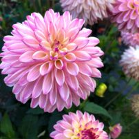 Dahlias 101