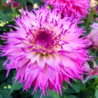 Dahlias 101