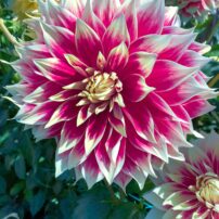 Dahlias 101