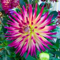 Dahlias 101