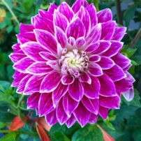 Dahlias 101