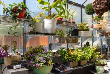 A Garden of Pure Joy