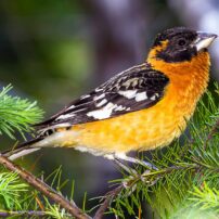 A brightly colored male black-headed grosbeak surveys its surroundings in a mixed forest.