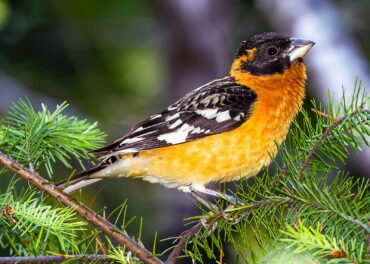 A brightly colored male black-headed grosbeak surveys its surroundings in a mixed forest.