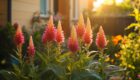 Celosia