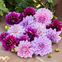 Dinnerplate dahlias, like this Berry Spritz collection, can grow up to 10 inches across on 4- to 5-foot-tall plants.