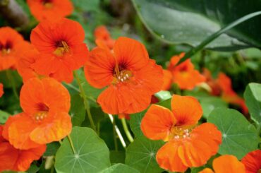 Nasturtium
