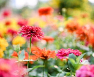 Zinnia