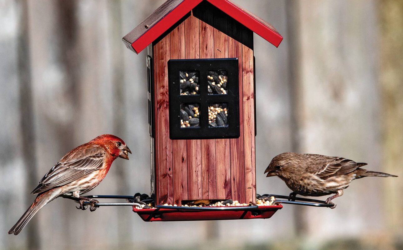 bird seed choices