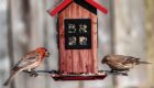 bird seed choices