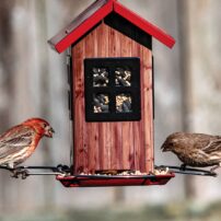 bird seed choices