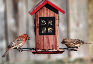 bird seed choices