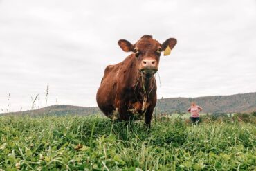 grass fed beef