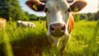 grass fed steer