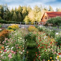Chef Tad Mitsui of Heyday Farm House